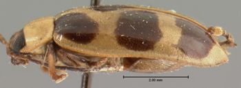 Media type: image; Entomology 19129   Aspect: habitus lateral view